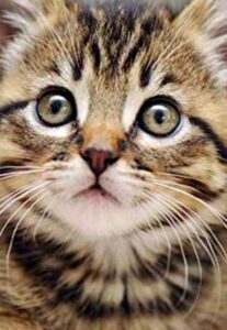 cat eye discharge green treatment