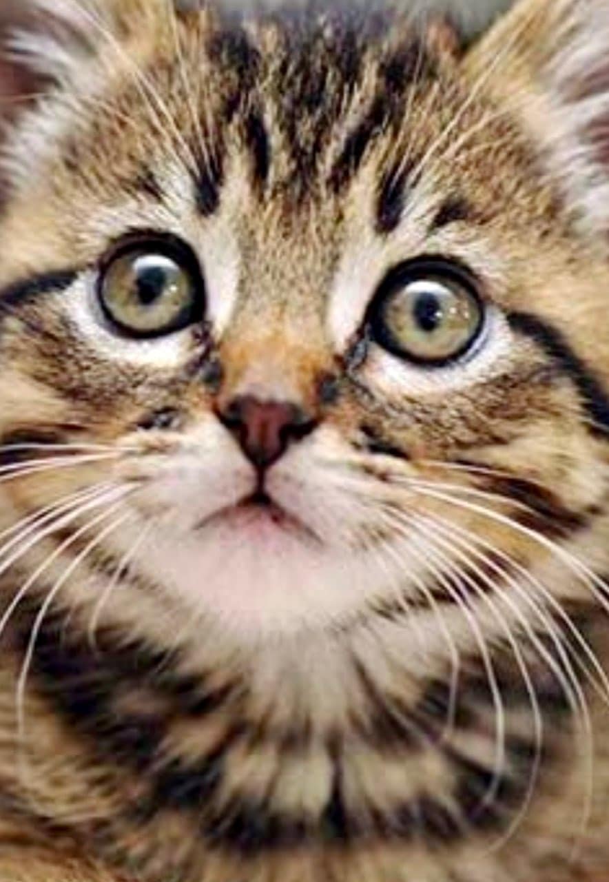 cat eye discharge green treatment